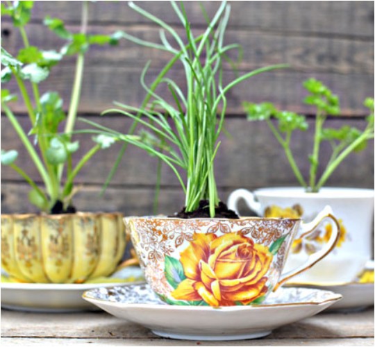 DIY Herbs in a Teacup