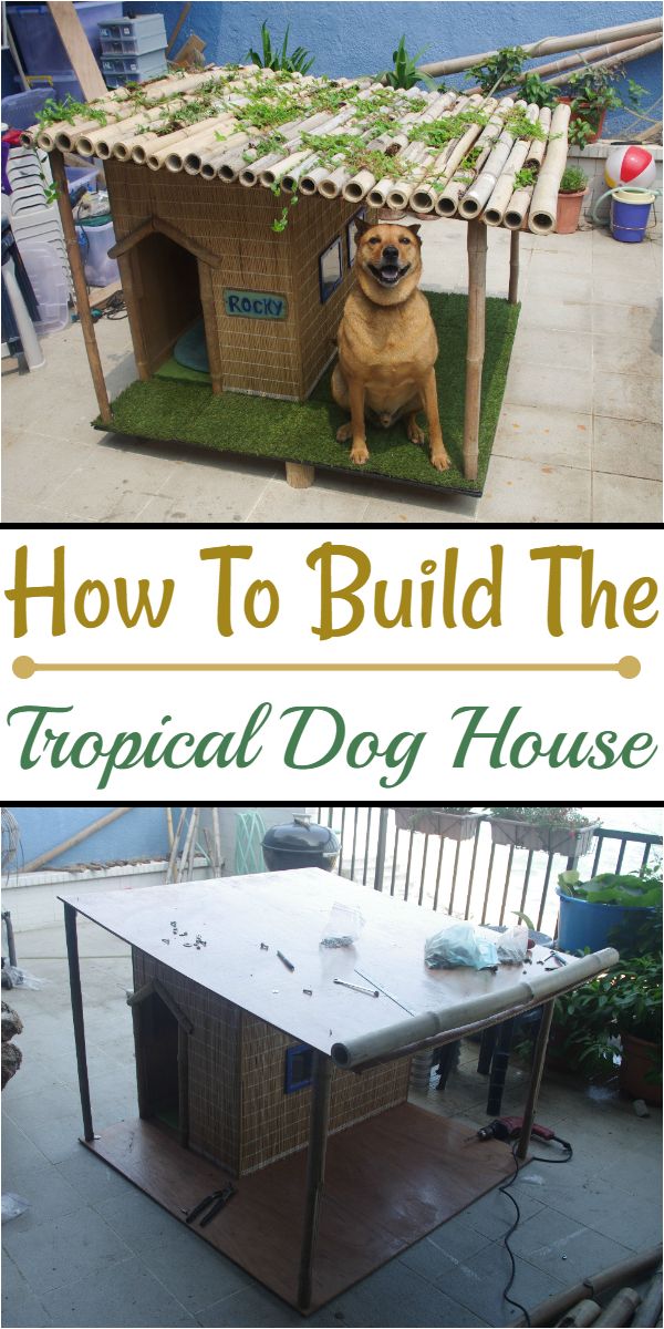 How To Build The Tropical Dog House